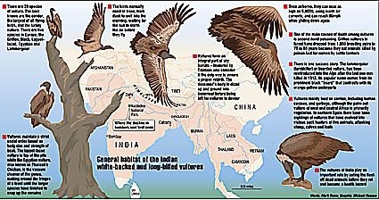 drawing and map of indian vultures and habitat
